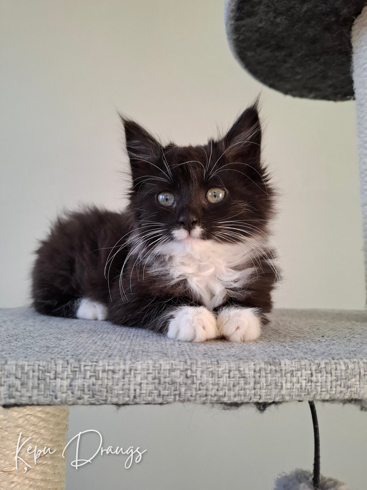Lilo
