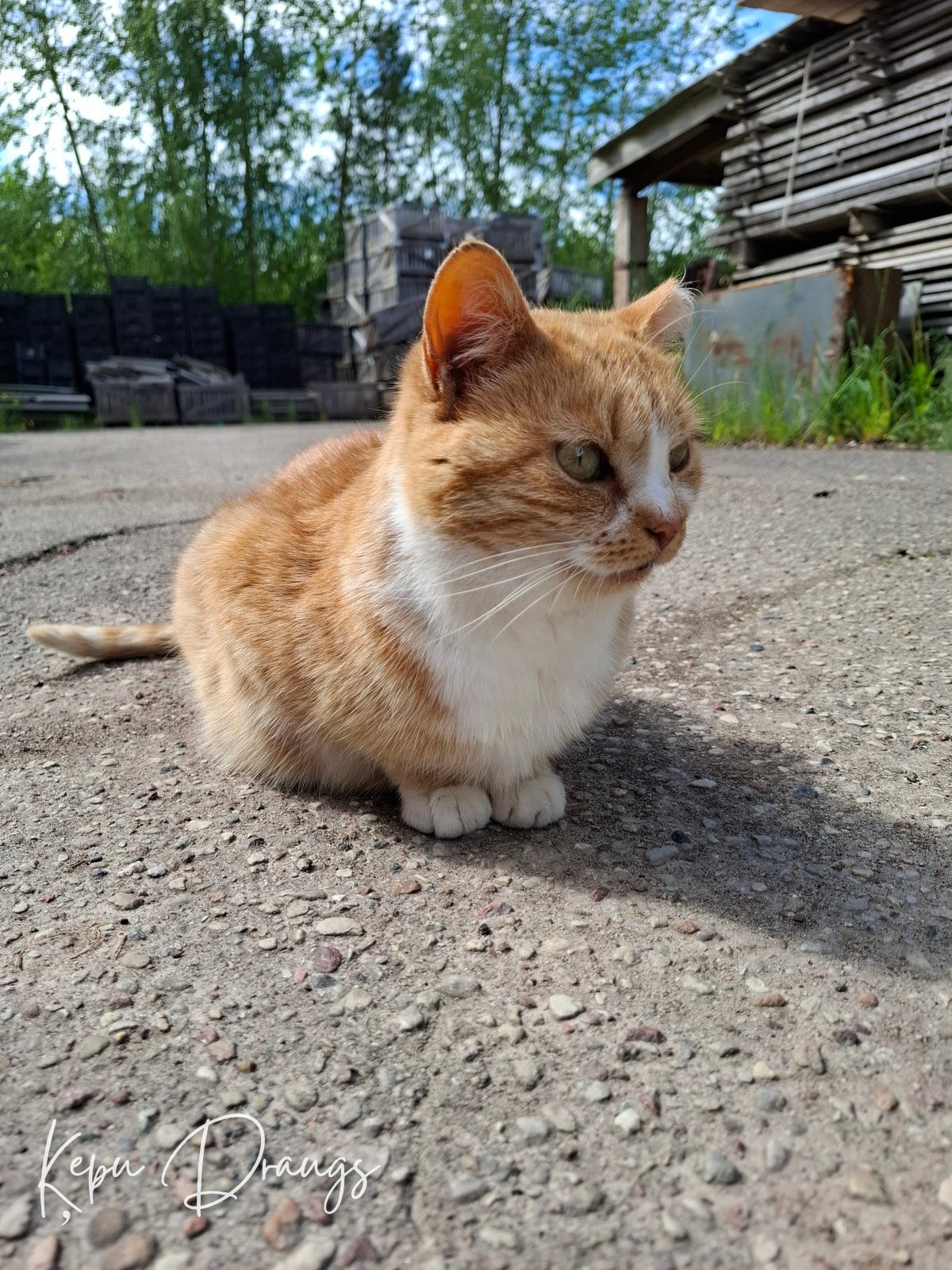 Minnija